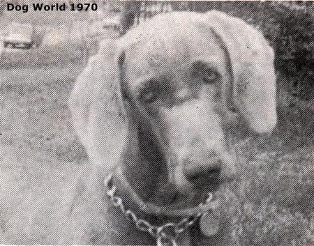 Image of Smoky von Kapellen Huegel