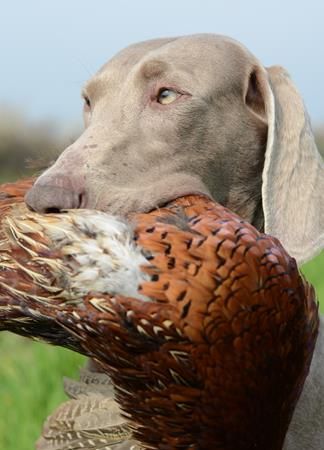 Image of Asta (JR 80078)