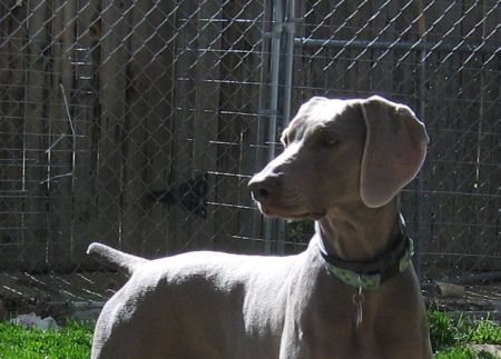 Image of Cheyenne's Spontaneous Combustion