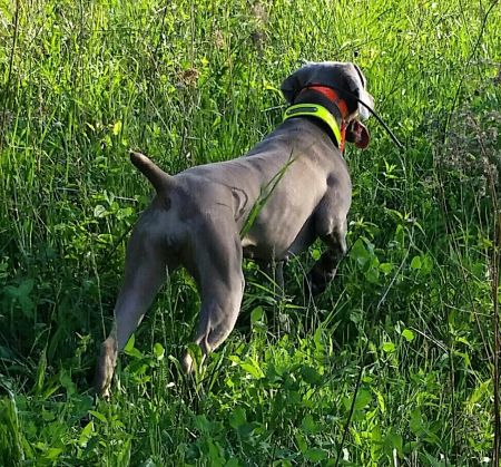 Image of Palimar N Jax's Hot Stuff