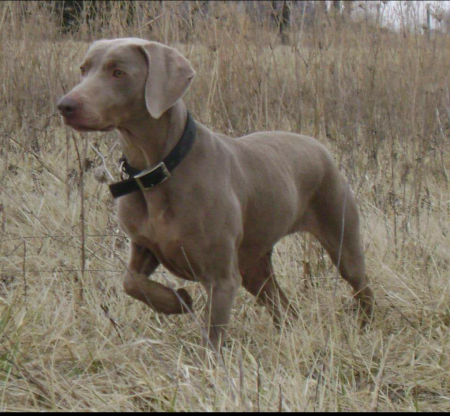 Image of Palimar Hrh Wigglebutt