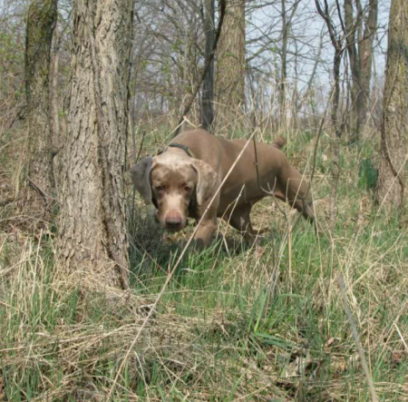 Image of Palimar Hrh Wigglebutt