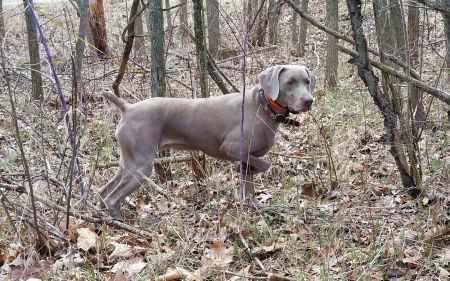 Image of Palimar N Jax's Hot Stuff