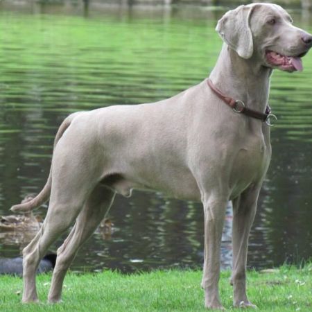 Image of Aalto Just Weimaraner