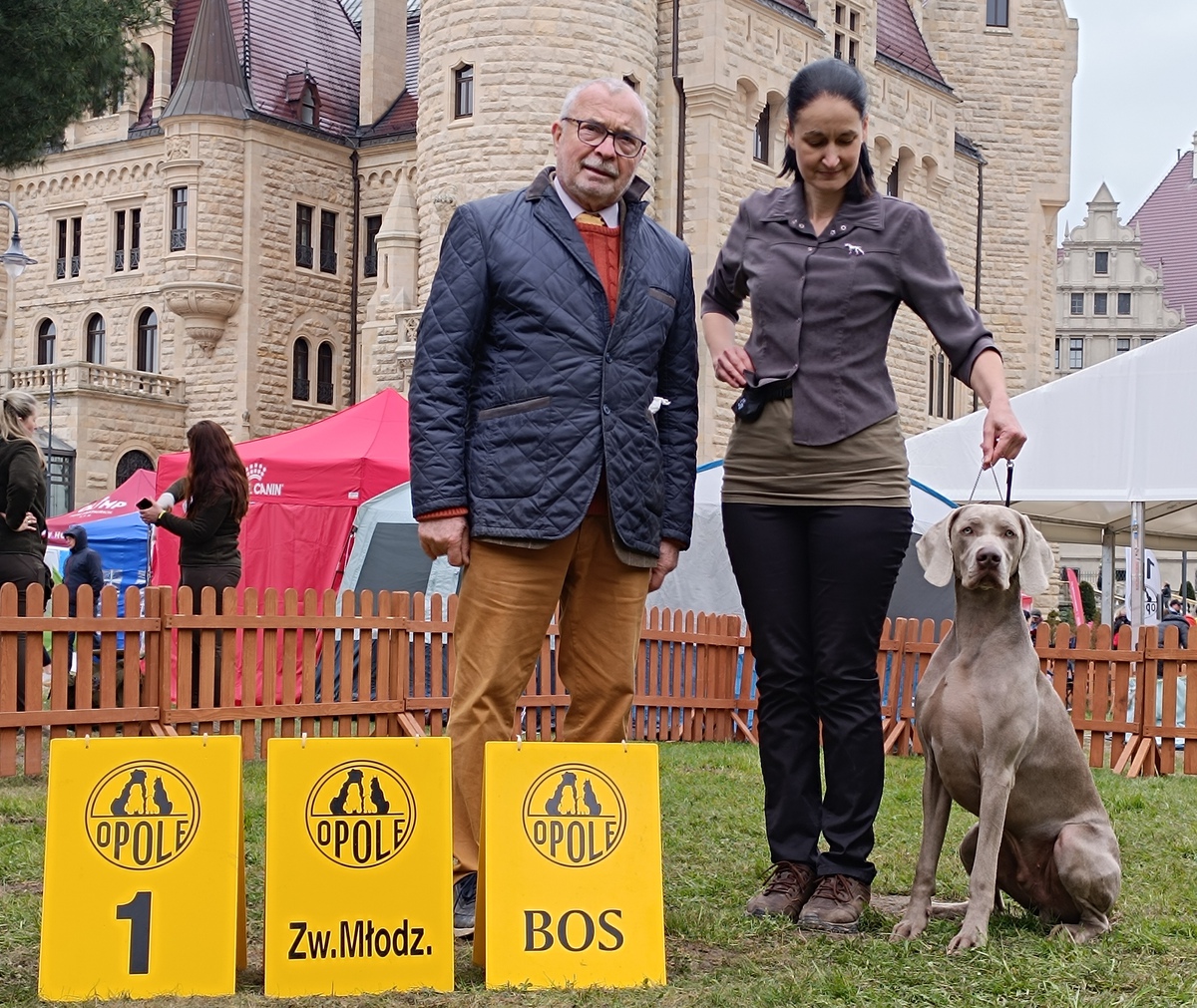 Image of Run To The Hills Just Weimaraner