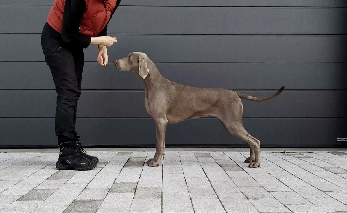 Image of One And Only Just Weimaraner