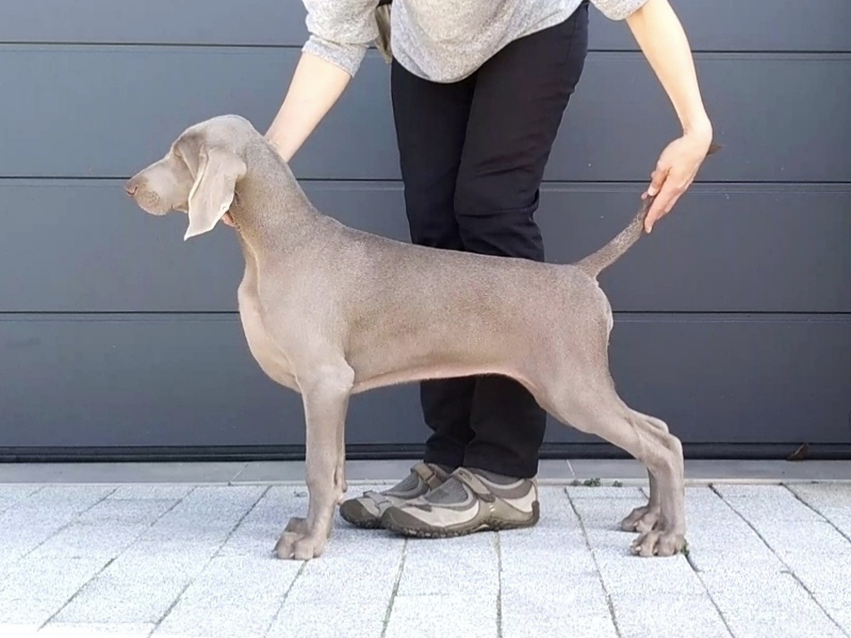 Image of One And Only Just Weimaraner