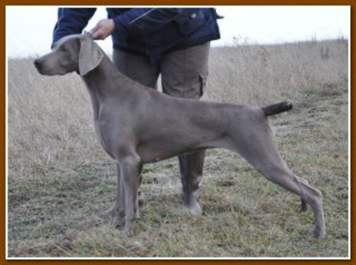 Image of Deep Sea Just Weimaraner