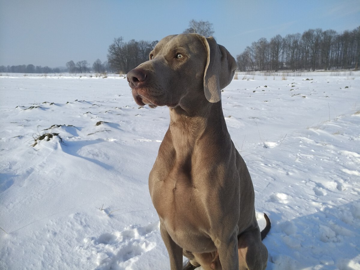 Image of Life Is An Illusion Just Weimaraner