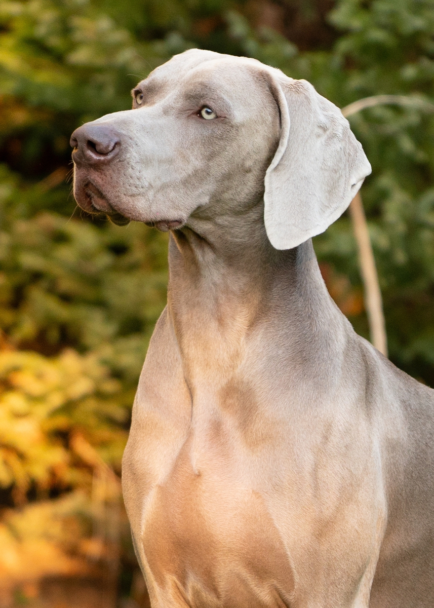 Image of Run To The Hills Just Weimaraner