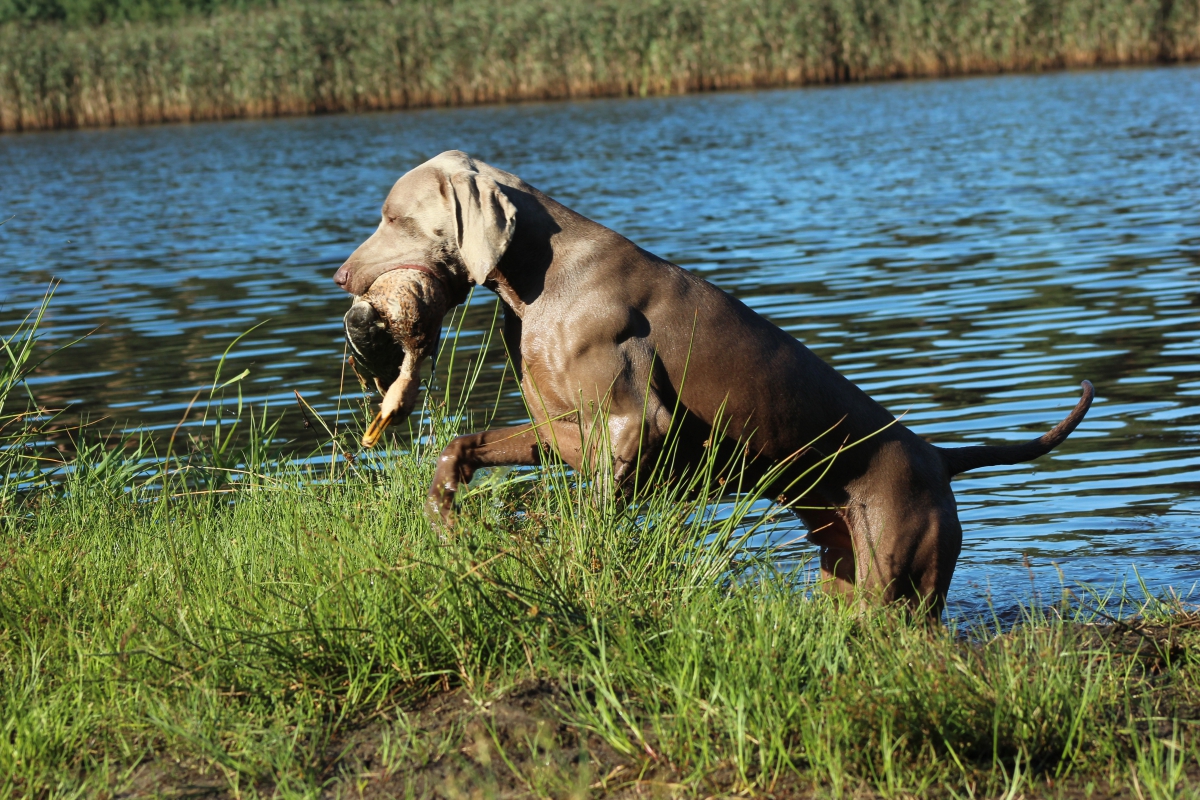 Image of Life Is An Illusion Just Weimaraner