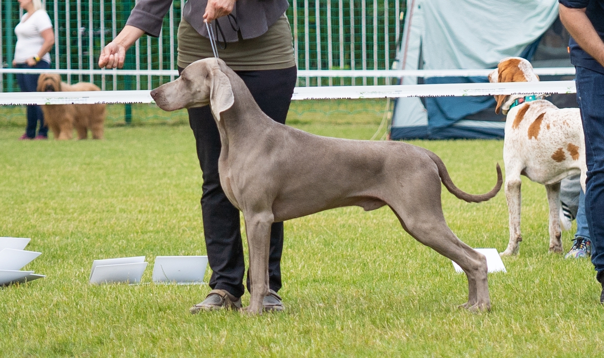 Image of Run To The Hills Just Weimaraner