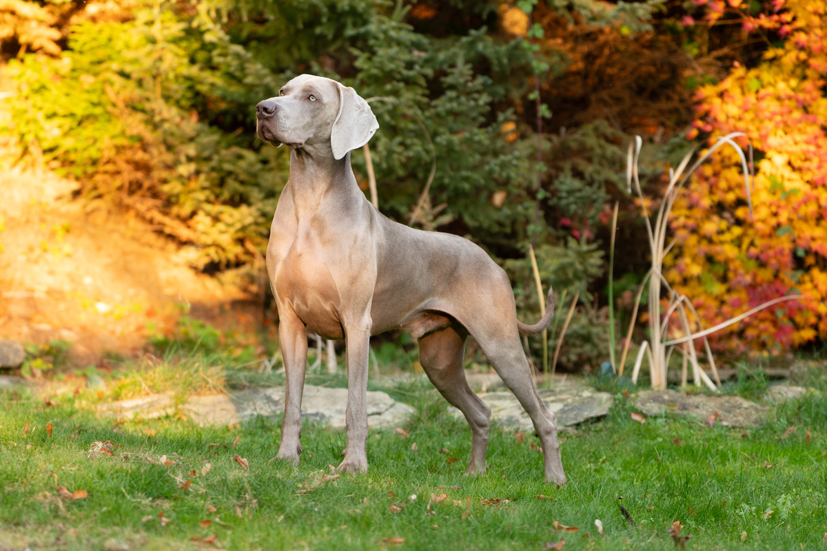 Image of Run To The Hills Just Weimaraner