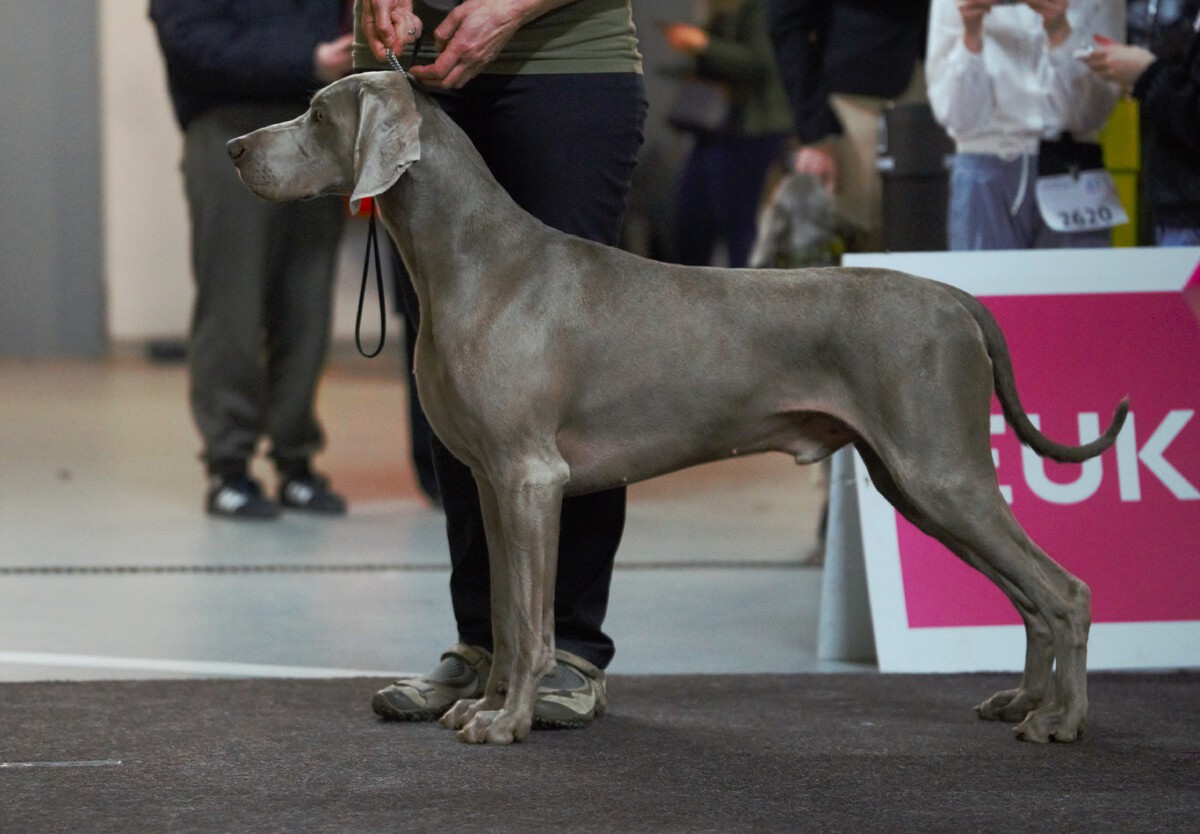 Image of Run To The Hills Just Weimaraner