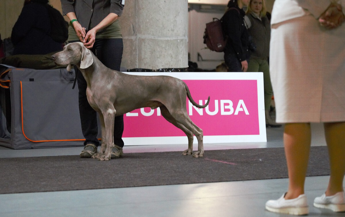 Image of Run To The Hills Just Weimaraner