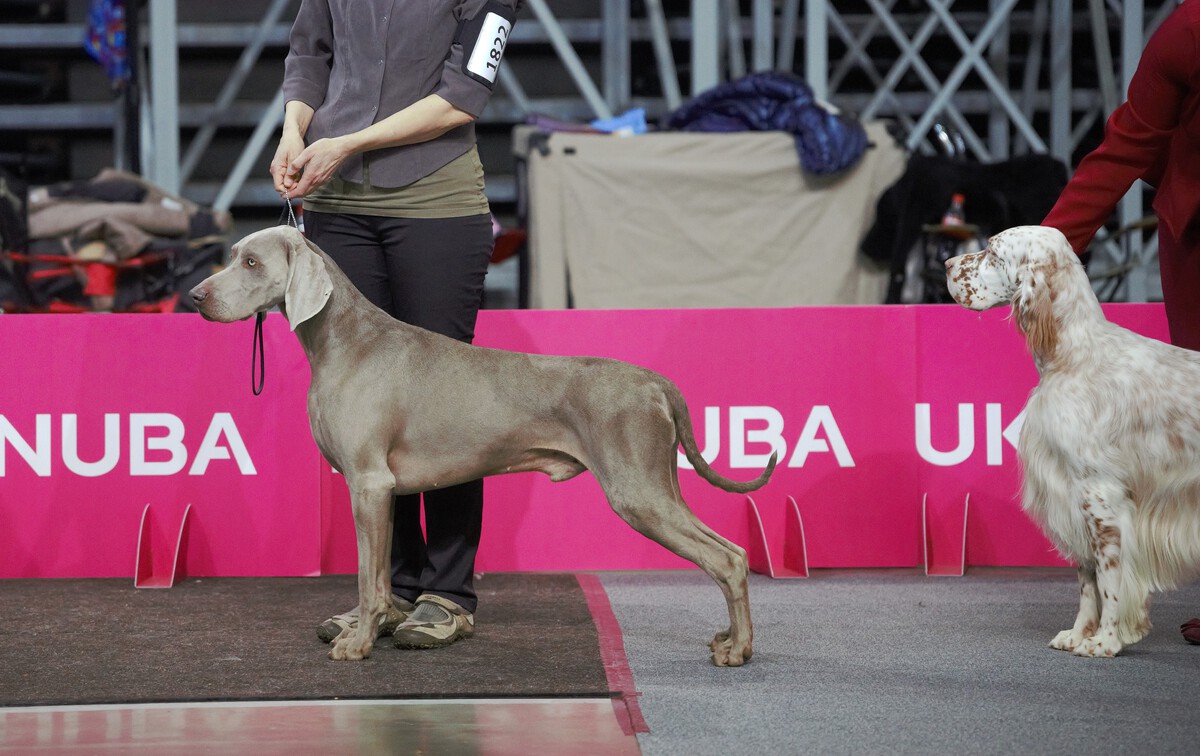 Image of Run To The Hills Just Weimaraner
