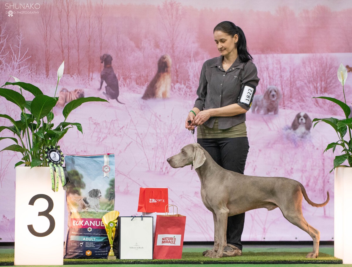 Image of Run To The Hills Just Weimaraner