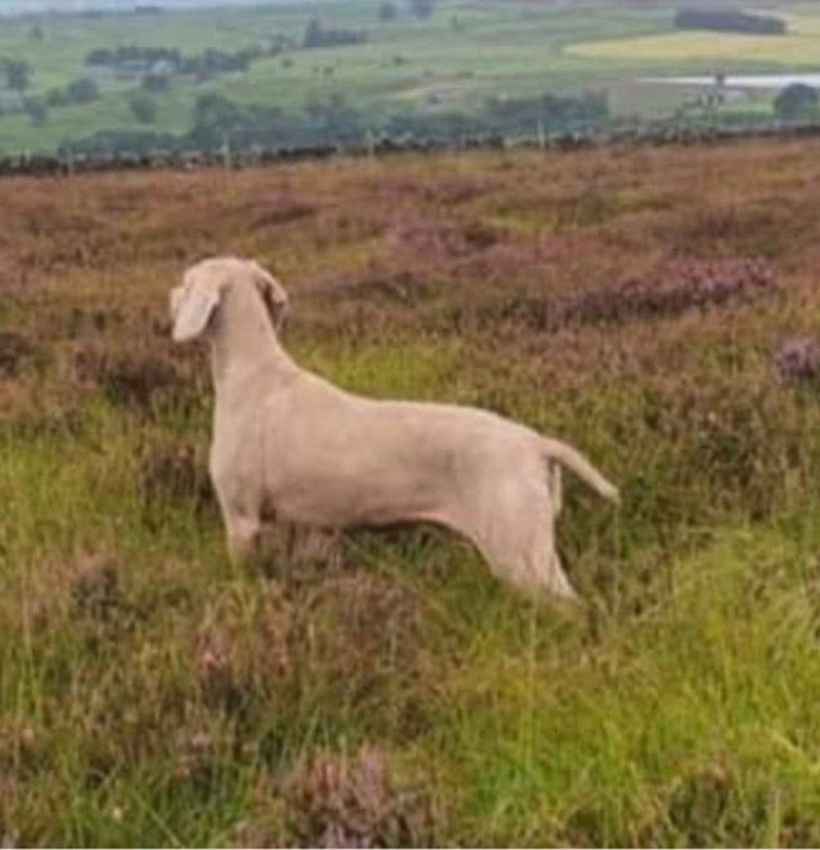 Image of Hundwith Giggle