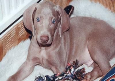 Image of Stormdancer Las Vegas