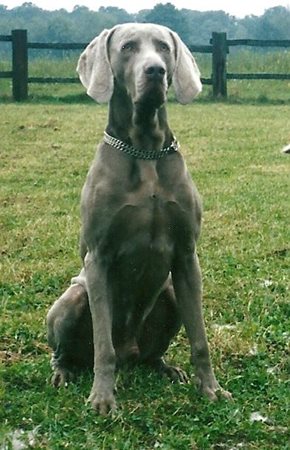 Image of Alf zur Uhlenflucht