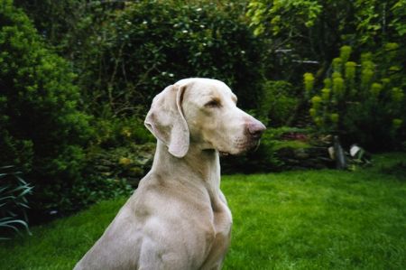 Image of Aschfahl Independence