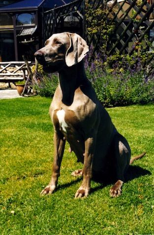 Image of Lily of the Meadow