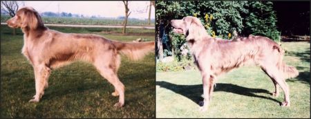 Image of Wyndlee Silver Dream