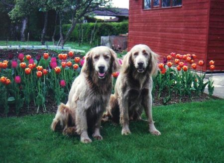 Image of Winndue Blue Moon of Hasswyn