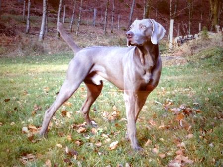 Image of Alano vom Feuerbach