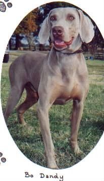 Image of Brackeen's Bo Dandy