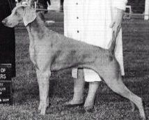 Image of Valmar's Starling