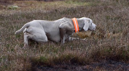 Image of Trubon Grafyte Treve