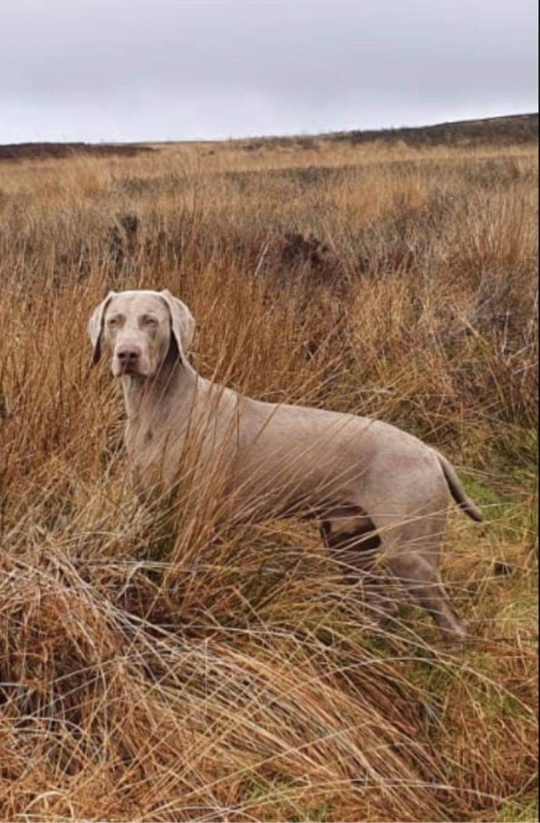 Image of Hundwith Hurricane (A.I.)