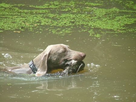 Image of Elba Dobry Teren