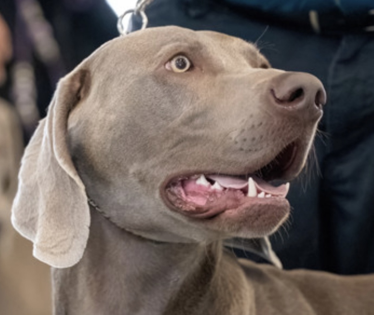 Image of Lazy Hearts PM Shiver Me Timbers