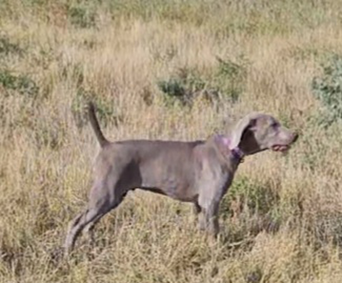 Image of Lazy Hearts PM Shiver Me Timbers