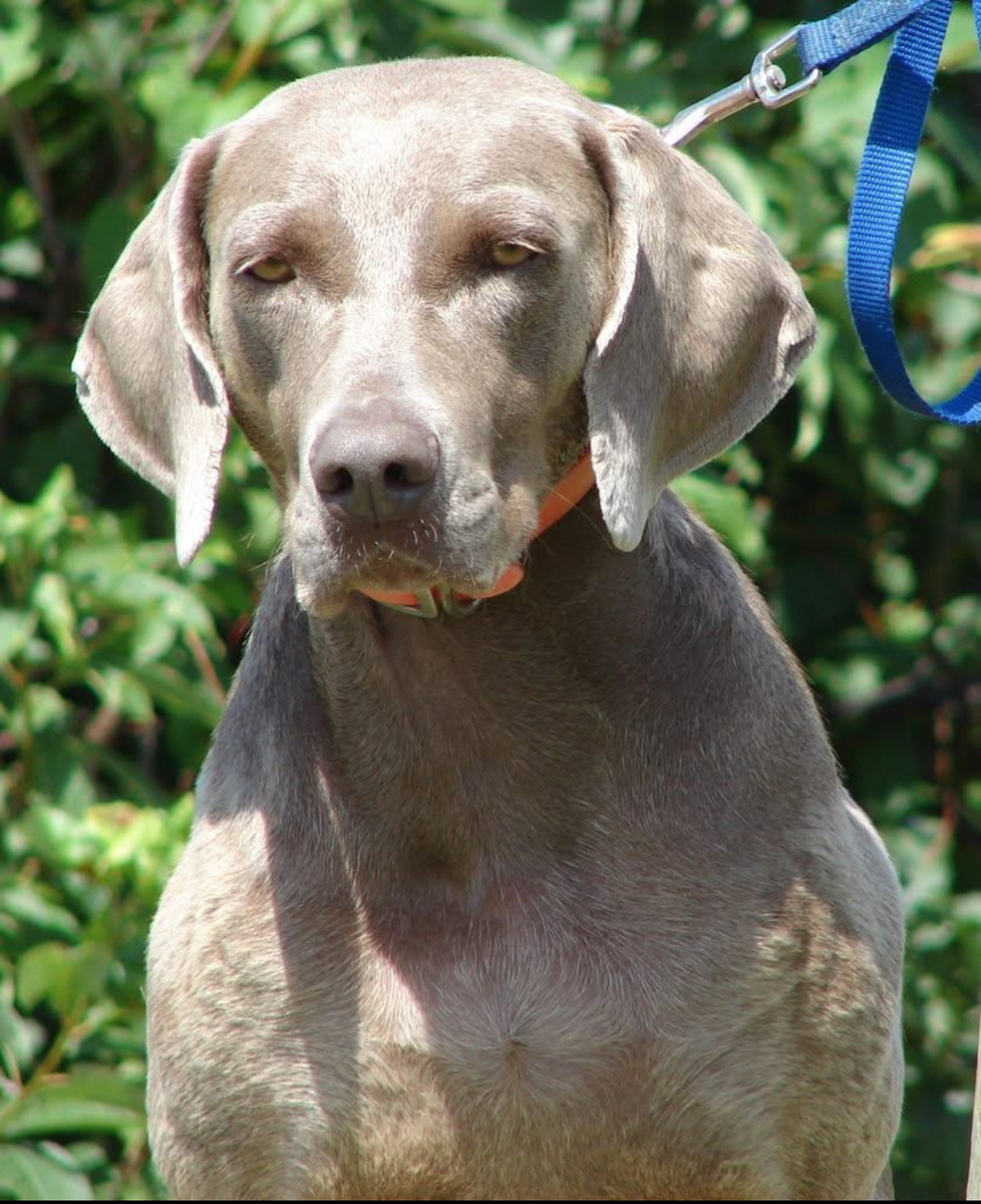 Image of PM's Sweet Shot Lilly