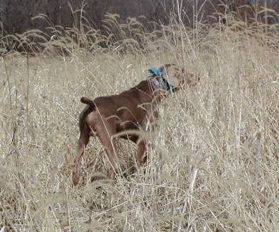 Image of Kick Em Up Dust On The Rise