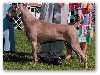 Image of Lazy Heart's Canyon Echo