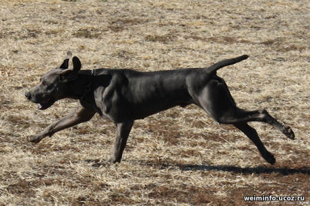 Image of Sir Duke Blue Figriver