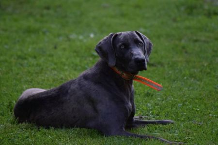 Image of Wiregrass Weims Jonah Blue