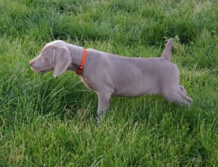 Image of PM N Regen's Field of Clover