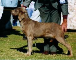 Image of Sinaway Zay Zelda