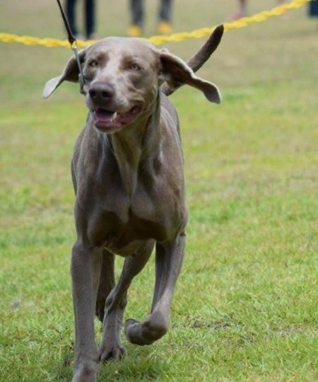 Image of Sinaway Axschon Aphra