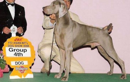 Image of Smokycity Sugar Daddy