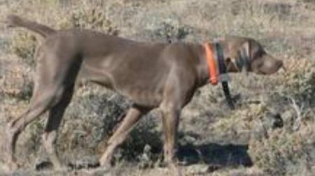 Image of PM's Sweet Shot Lilly