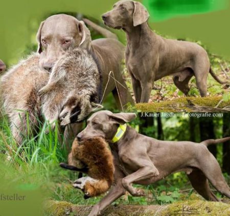 Image of Flynn von den Wupperhofen