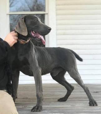 Image of Donner Dilbeck