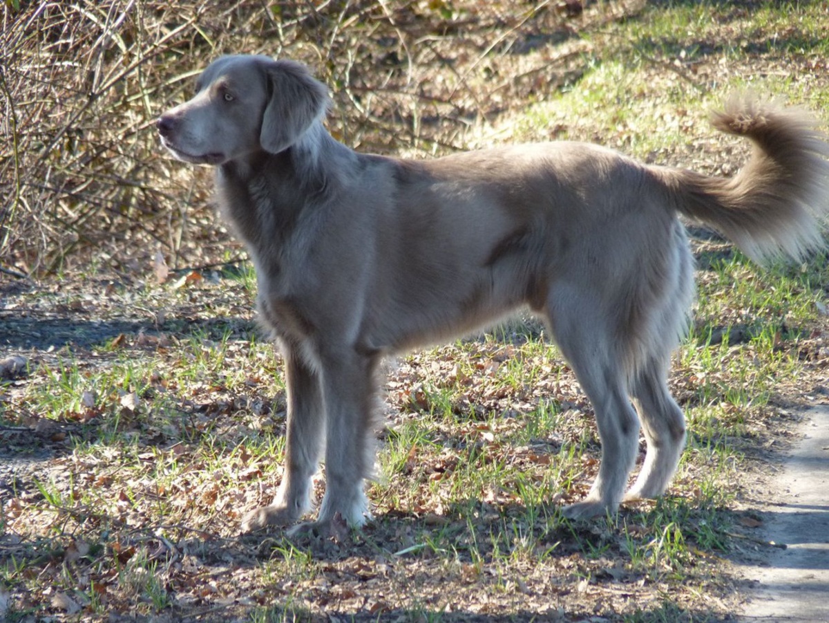 Image of Birko vom Deeke-Hof