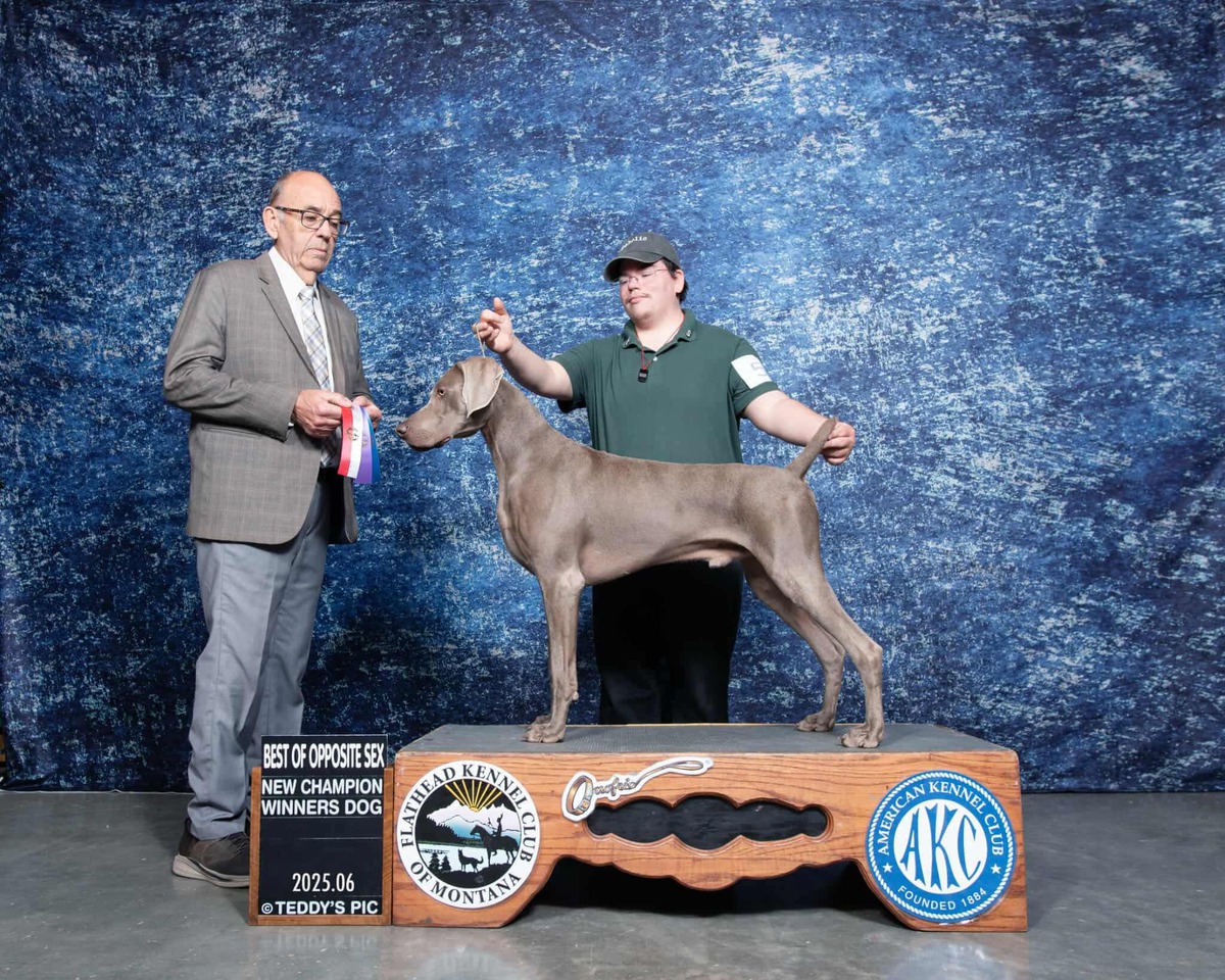 Image of Lazy Hearts PM Shiver Me Timbers